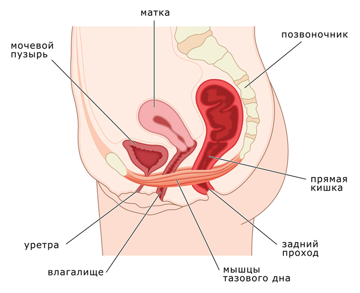 Расположение мышц тазового дна у женщин